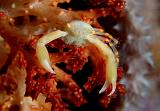 04 Softcoral Crab
